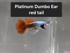 Platinum dumbo ear for sale  Santa Clara