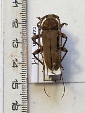 Cerambycidae ssp ref d'occasion  Gorron