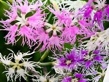 Pinks dianthus perennial for sale  STANFORD-LE-HOPE