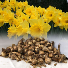 daffodil bulbs for sale  ALFRETON