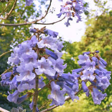 Paulownia tomentosa paulonia usato  Sonnino