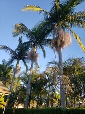 King palm tree for sale  Capistrano Beach