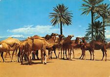 Morocco camel caravans d'occasion  Expédié en Belgium