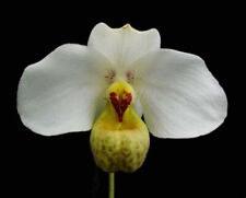 Paphiopedilum emersonii orchid for sale  GLOUCESTER