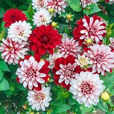 Pacific time dahlia for sale  Ravensdale