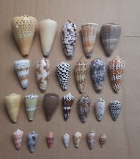Collection coquillages conidae d'occasion  Montpellier-
