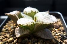 Succulent haworthia vector for sale  Albrightsville