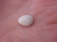 Pliocene pusula pediculus for sale  RINGWOOD