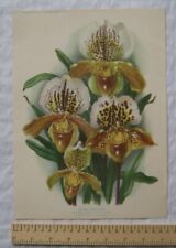 Ilustração de jardinagem amadora 1939 - Orquídea chinelo da senhora comprar usado  Enviando para Brazil