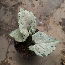 syngonium for sale  Shipping to South Africa