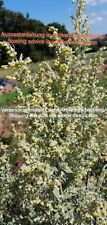 Artemisia absinthium common gebraucht kaufen  Langenfeld (Rheinland)