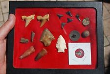 17pc fossils shark for sale  Clearwater