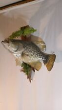 Taxidermy fish crappie for sale  Kansas City