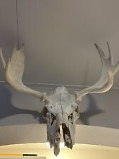 Moose head mount for sale  Saint Petersburg