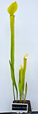 Sarracenia saurus troll for sale  BARNSLEY