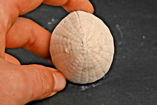 Oursin fossile echinocorys d'occasion  Forcalquier