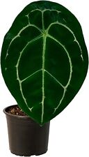 Anthurium forgetii silver for sale  Homestead