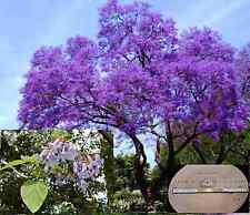 Extra clean paulownia for sale  Shipping to Ireland