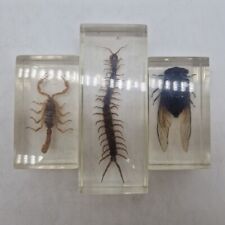 bug specimens for sale  WORCESTER