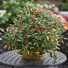 Chilli pepper basket for sale  LLANDYSUL