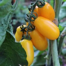 Tomatensamen taiko pflanzen gebraucht kaufen  Sinsheim