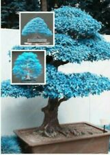 20 Seeds Japanese Maple Tree Blue Leaf  Bonsai Acer Seeds   (JPN5) for sale  Shipping to South Africa