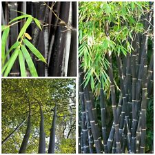 Black bamboo hardy for sale  GLOUCESTER