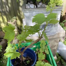 grape tree for sale  MANCHESTER
