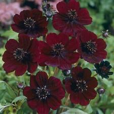 Chocolate cosmos atrosanguimeu for sale  UK