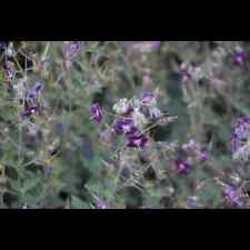 Geranium phaeum samobor gebraucht kaufen  Deutschland