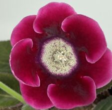 gloxinia for sale  Leesburg