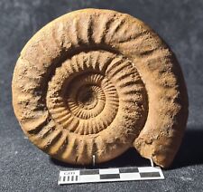 Ammonite subgrossouvria cardot d'occasion  Fénétrange