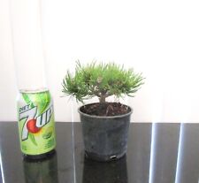 Dwarf mugo pine for sale  Garden Grove
