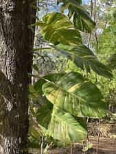 Giant variegated golden for sale  Lexington