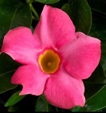 Mandevilla madinia pink for sale  Gate City