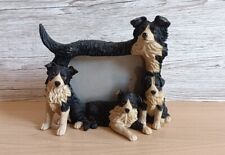 Border collie dog for sale  PONTYPOOL