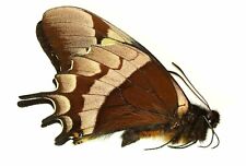 LEPIDOPTERA, PAPILIONIDAE, PAPILIO WARSCEWICZII from PERU for sale  Shipping to South Africa