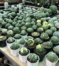 Astrophytum asterias mixed for sale  San Jose