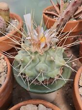 Used, Thelocactus nudilans x 15 seeds cactus seed for sale  Shipping to South Africa