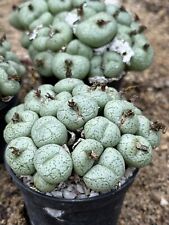 Conophytum truncatum sukkulent gebraucht kaufen  Hüls