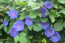 Ipomoea indica blue for sale  UK