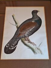 Original ornithological antiqu for sale  Shipping to Ireland