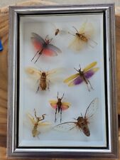 Cadre entomologique insectes d'occasion  Anduze