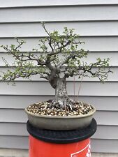 Chinese elm bonsai for sale  Portage