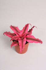 Plant cryptanthus rubin for sale  Shipping to Ireland
