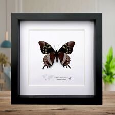 Papilio warscewiczii, Mercedes Swallowtail Butterfly, taxidermy butterfly, 6"X6" for sale  Shipping to South Africa