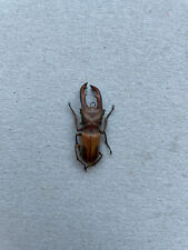 Lucanidae, Cyclommatus dehaani, Jambi Isl., special, 35 mm, A1 for sale  Shipping to South Africa
