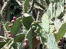 Samen kaktusfeige frucht gebraucht kaufen  Eisingen