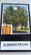 Sumner pecan tree for sale  Ben Wheeler
