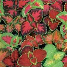 351 coleus rainbow for sale  Wichita